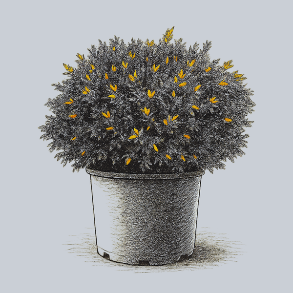 Rheingold Arborvitae