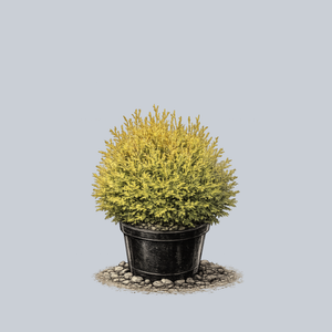 Rheingold Arborvitae