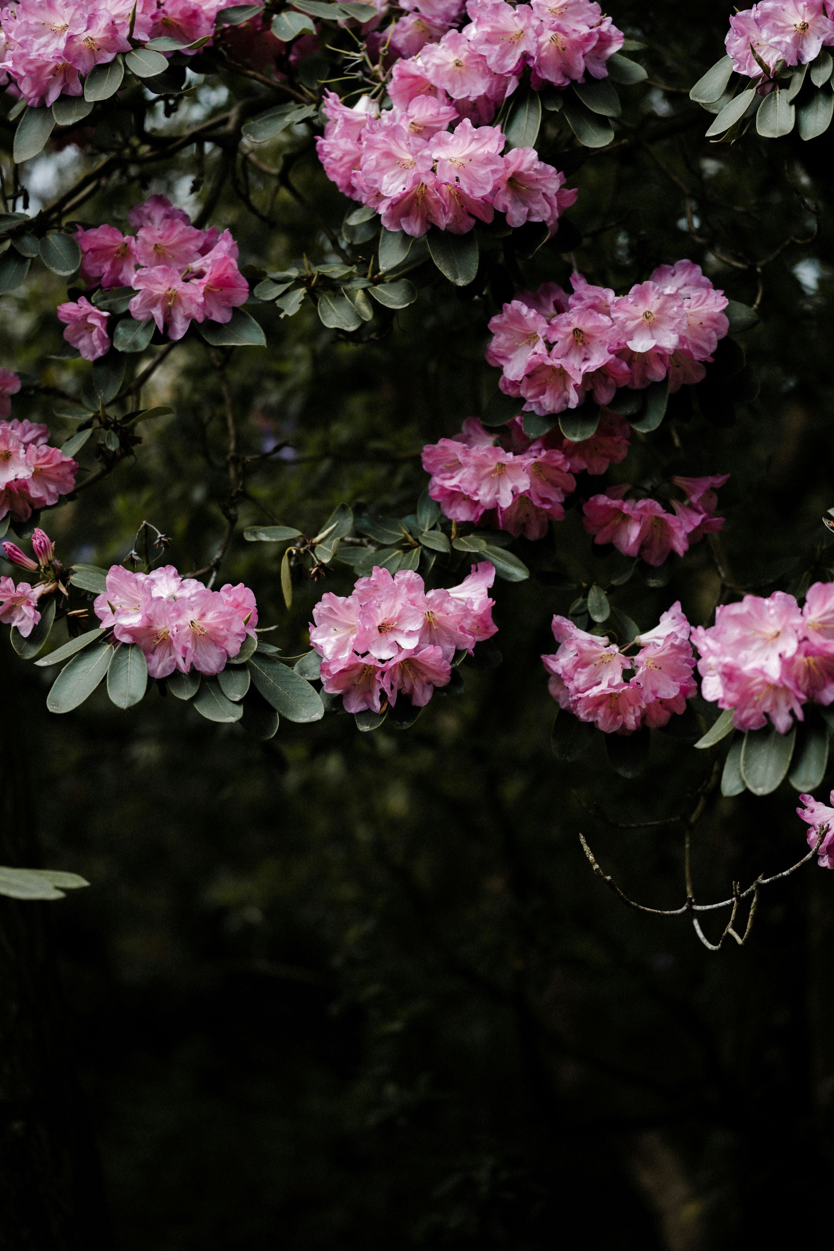 The Rhododendron Guide – Plant Detectives