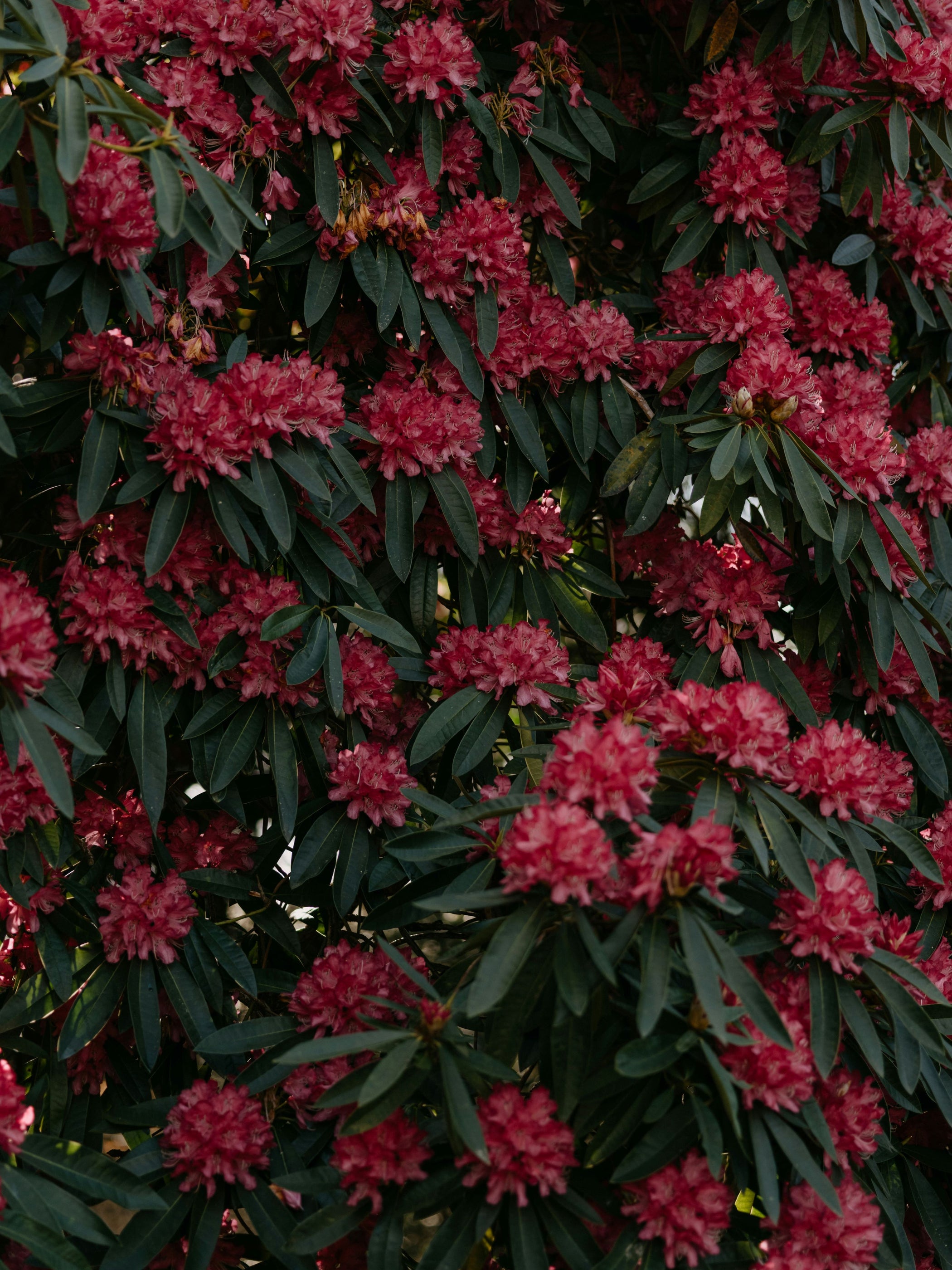 The Rhododendron Guide – Plant Detectives