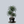 Load image into Gallery viewer, Rikki Dracaena
