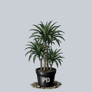 Rikki Dracaena