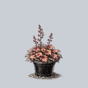 Rio Coral Bells