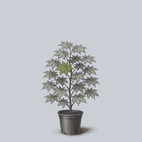 Rising Sun Full Moon Japanese Maple