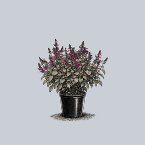 Rockin' Fuchsia Sage