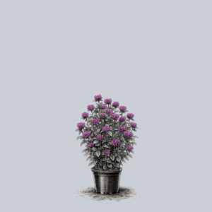 Rockin' Raspberry Bee Balm