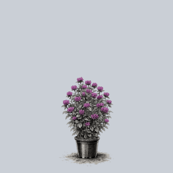 Rockin' Raspberry Bee Balm