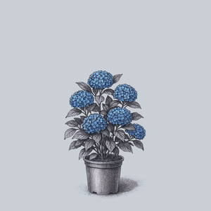 Rock N Roll Bigleaf Hydrangea