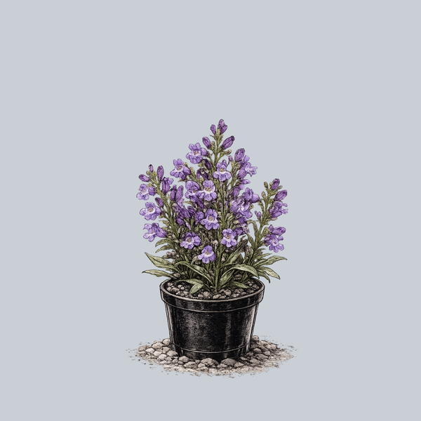Rock Candy Blue Beardtongue