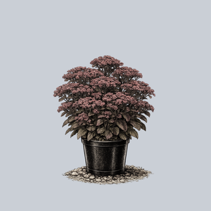 Rock 'N Grow Back in Black Stonecrop