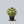 Load image into Gallery viewer, Rock 'N Grow Lemonjade Autumn Stonecrop
