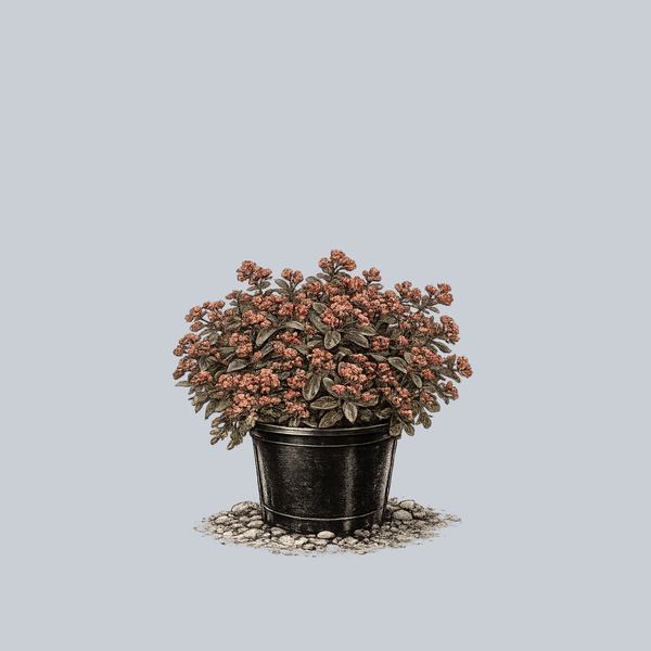 Rock 'N Grow Tiramisu Stonecrop