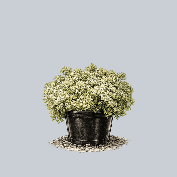 Rock 'N Round Bundle of Joy Stonecrop