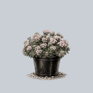 Rock 'N Round Pure Joy Stonecrop