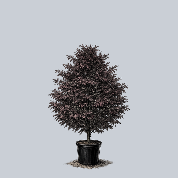 Rohanii European Beech