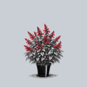 Roman Red Sage