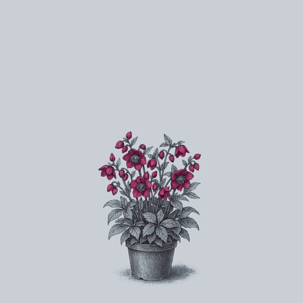 Rome in Red Lenten Rose