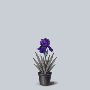 Rosalie Figge Bearded Iris