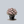 Load image into Gallery viewer, Rosebud Azalea
