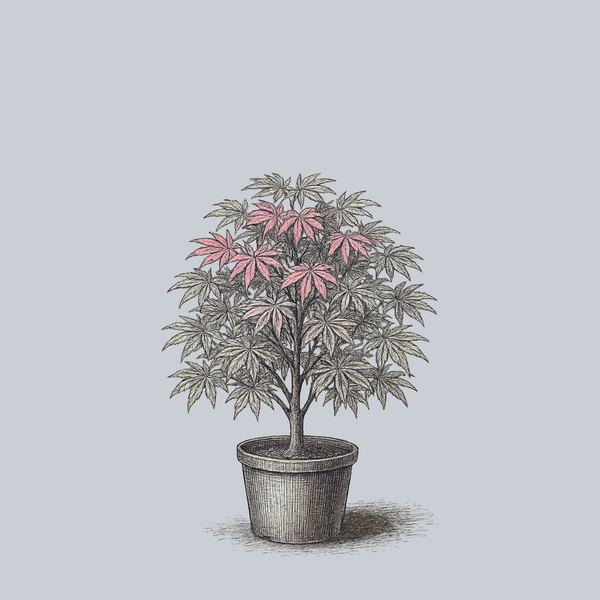 Roseo Marginatum Japanese Maple