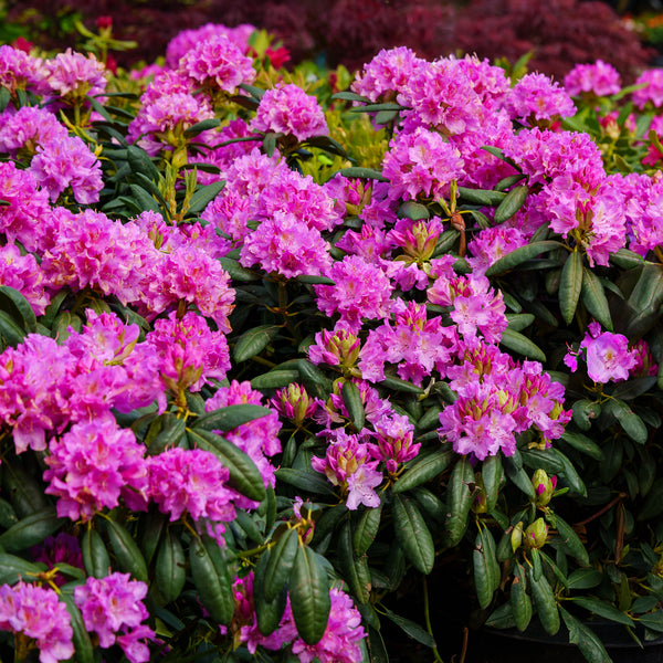 Roseum Elegans Rhododendron - Rhdodendron - Shrubs