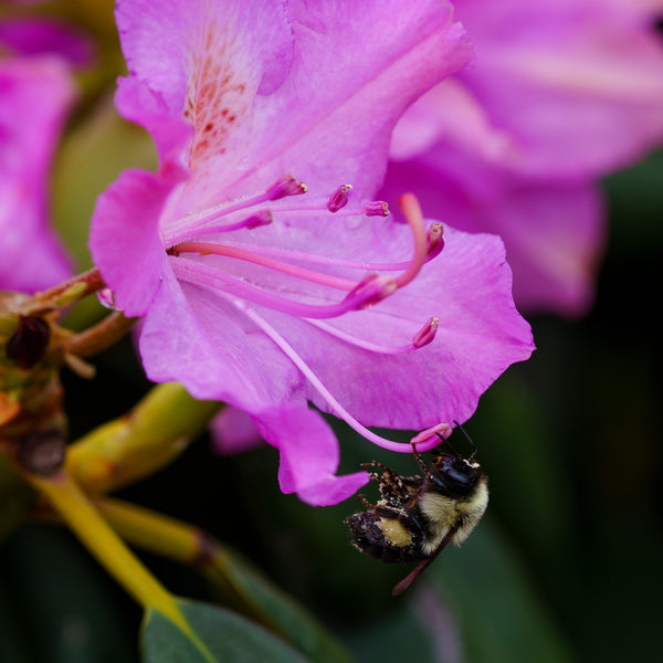 Roseum Elegans Rhododendron - Rhdodendron - Shrubs