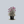 Load image into Gallery viewer, Rose Campion
