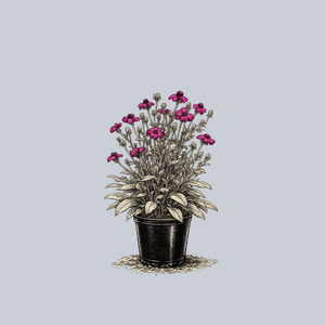 Rose Campion