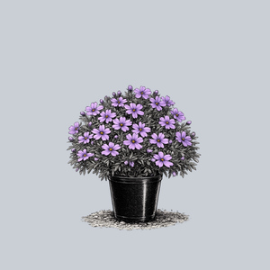 Rose Sprite Creeping Phlox