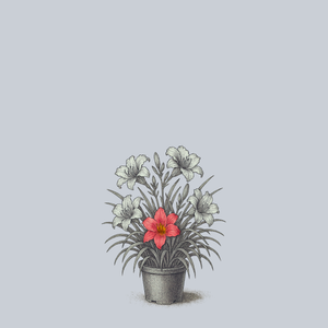 Rosy Returns Daylily