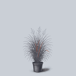 Rotstrahlbusch Switchgrass