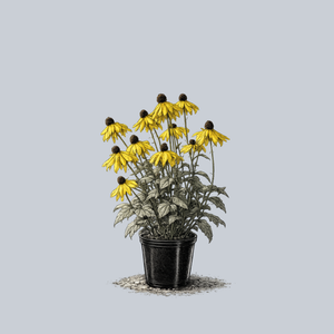 Rough Coneflower