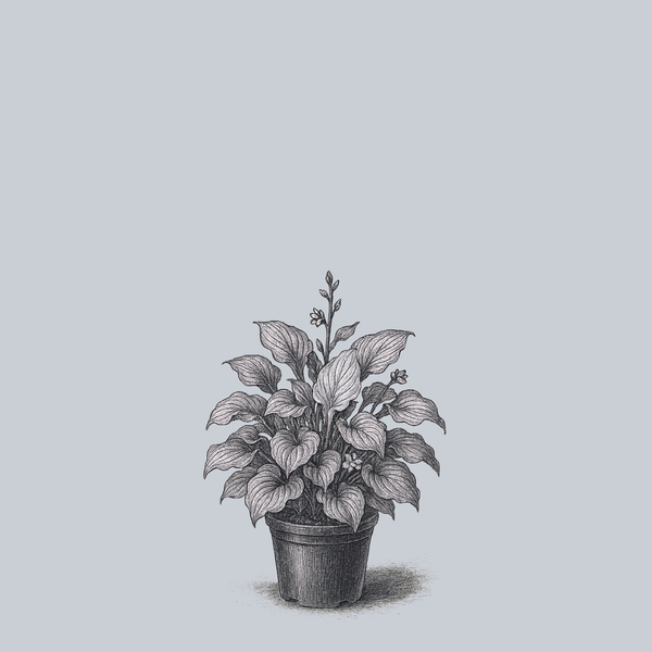 Royal Crest Hosta