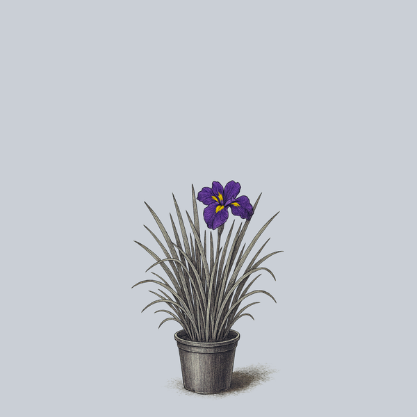 Royal Robes Japanese Iris