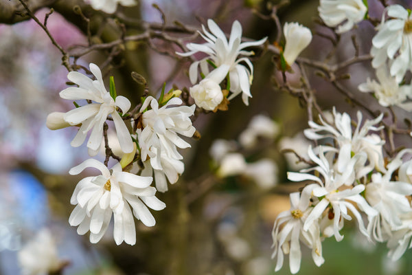 Royal Star Magnolia - Magnolia - Flowering Trees