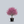 Load image into Gallery viewer, Royal Gem Crabapple

