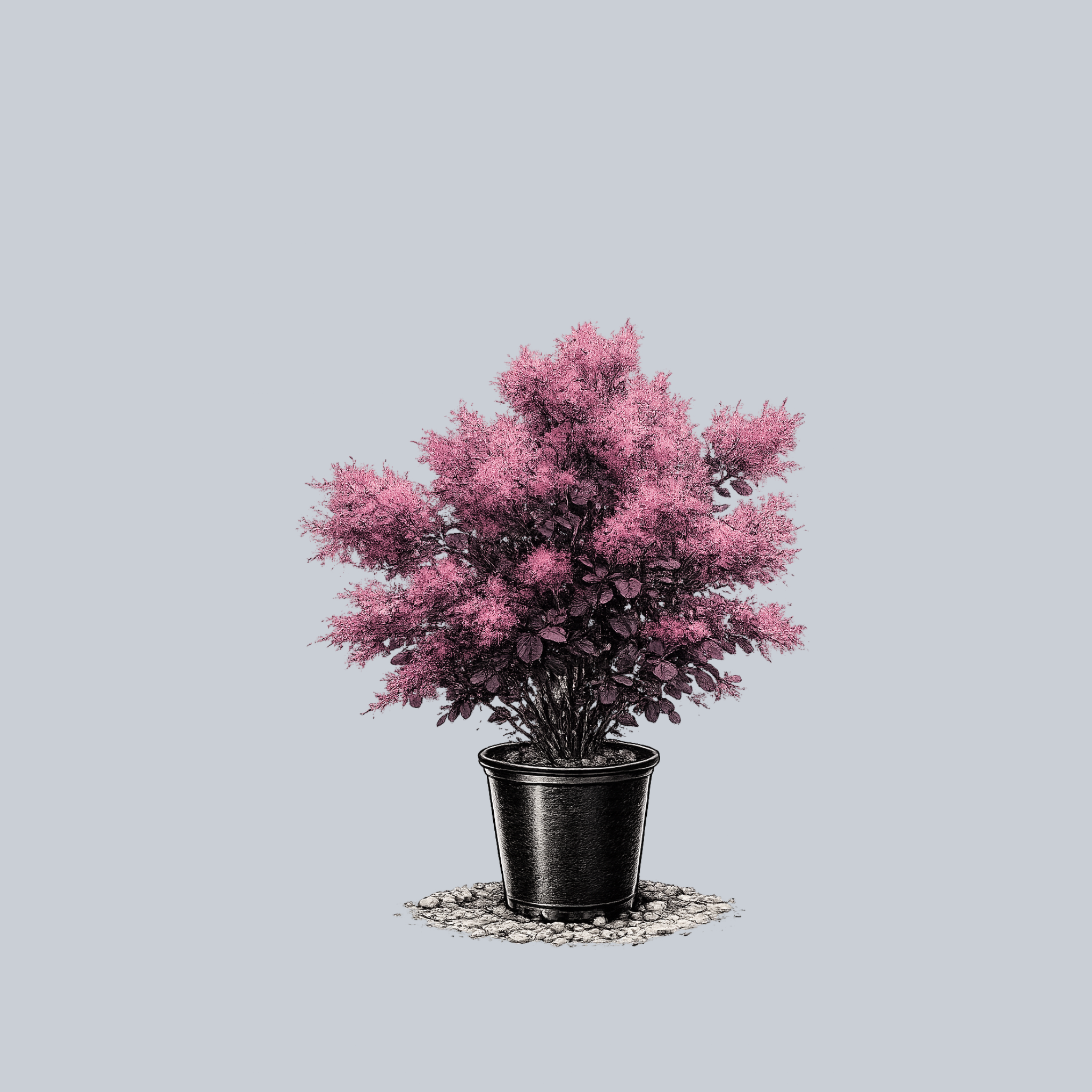 purple smoke tree bonsai Royal Purple Smokebush – Plant Detectives