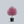 Load image into Gallery viewer, Royal Raindrops Crabapple
