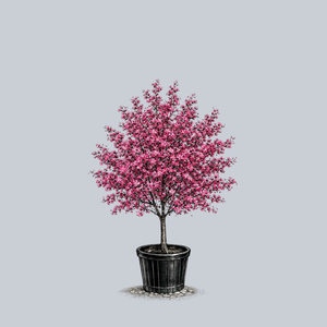 Royal Raindrops Crabapple