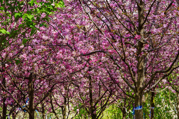 Royal Raindrops Crabapple - Crabapple - Flowering Trees