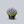 Load image into Gallery viewer, Rozanne Cranesbill Geranium
