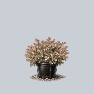 Ruby Anniversary Abelia