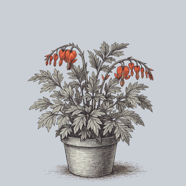 Ruby Gold Bleeding Heart