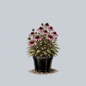 Ruby Star Coneflower