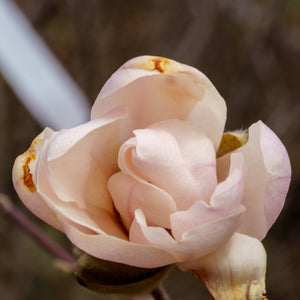 Rustica Rubra Saucer Magnolia - Magnolia - Flowering Trees