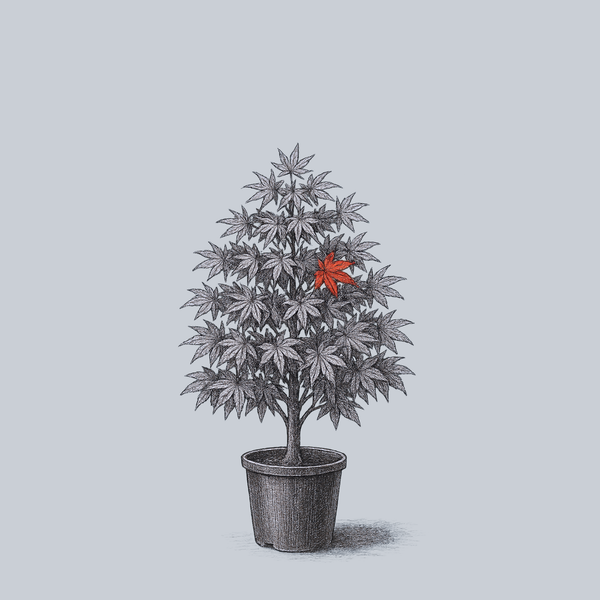 Ruth's Red Japanese Maple