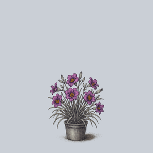 Rhythm and Hues Daylily