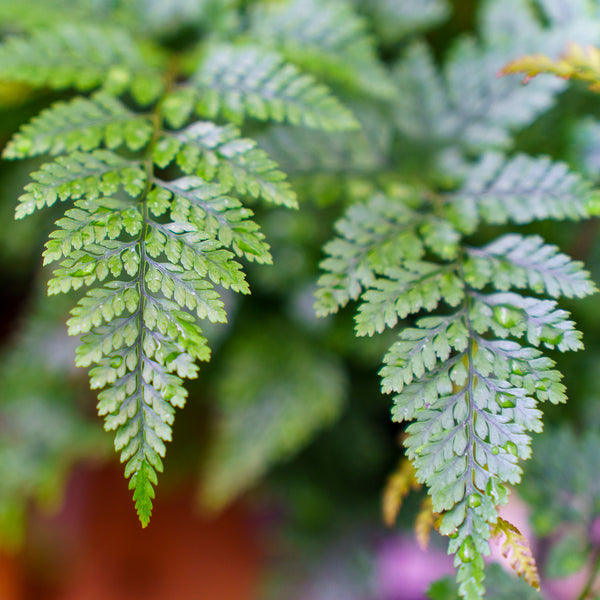 Rabbit's Foot Fern - Houseplant Ferns - Houseplants