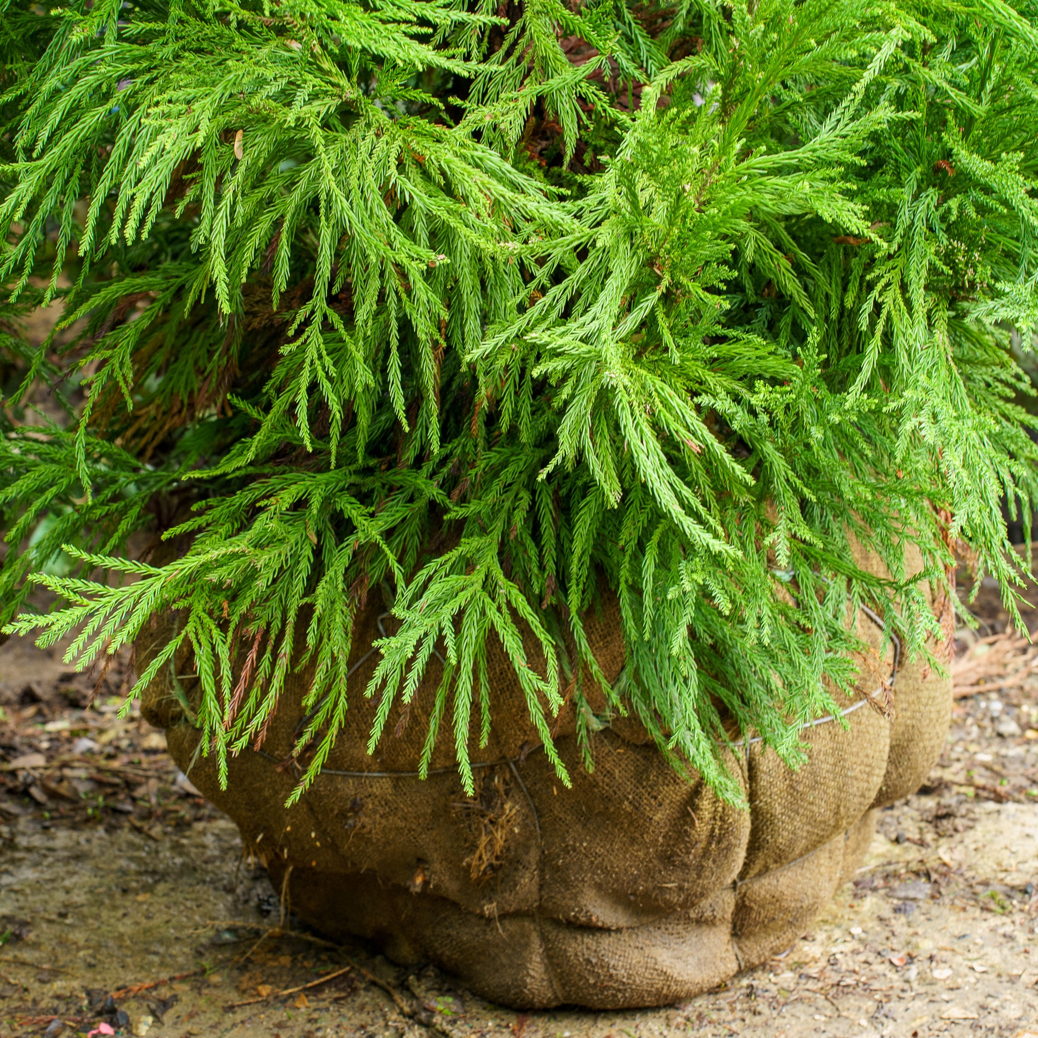 Radicans Japanese Cedar – Plant Detectives
