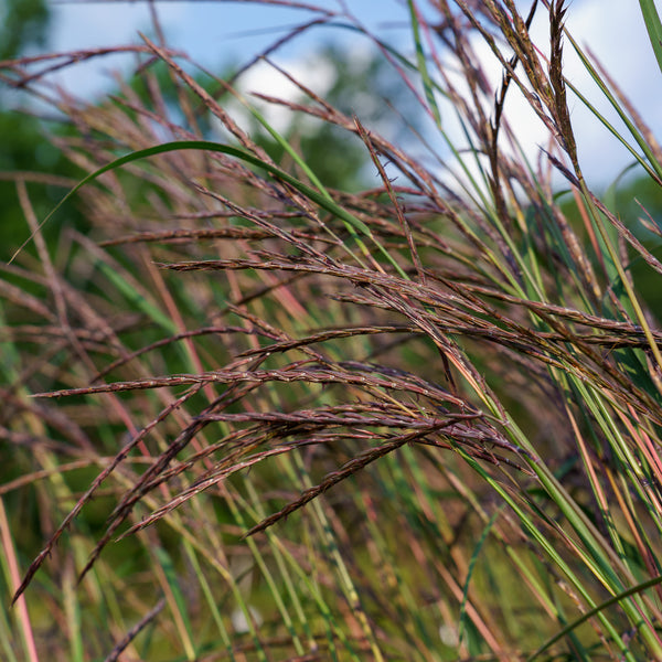 Rain Dance Big Bluestem